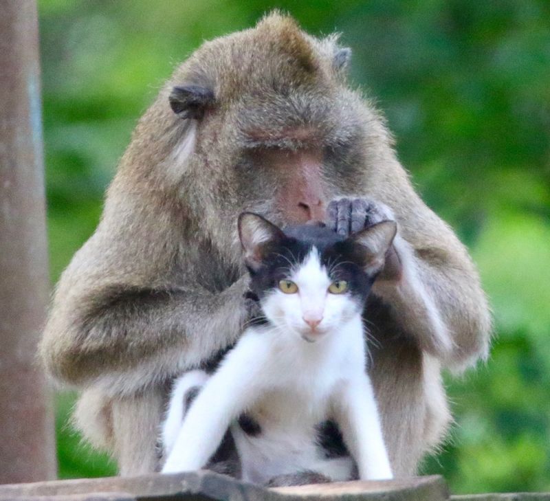 обезьяна и котик